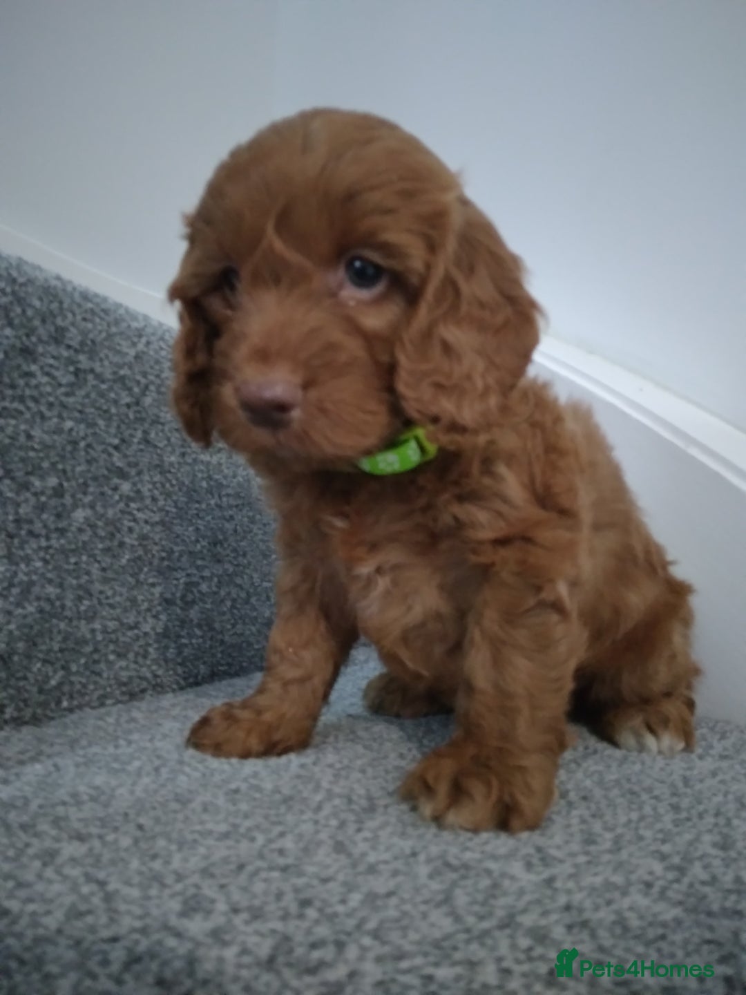 Cockapoo dogs for sale: F1 Cockapoo pups 🐾 - Image 6
