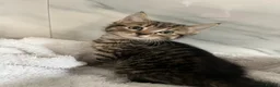 Mixed Breed cats for sale: BSH x tabby  - Advert 2