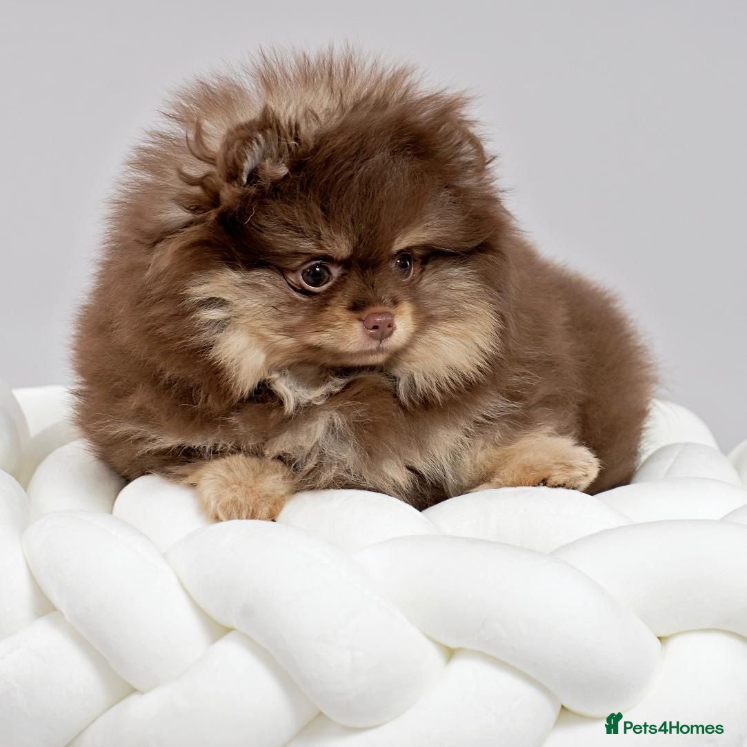 Pomeranian dogs Adorable Pomeranian Puppies - Advert 6