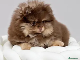 Pomeranian dogs Adorable Pomeranian Puppies - Advert 6