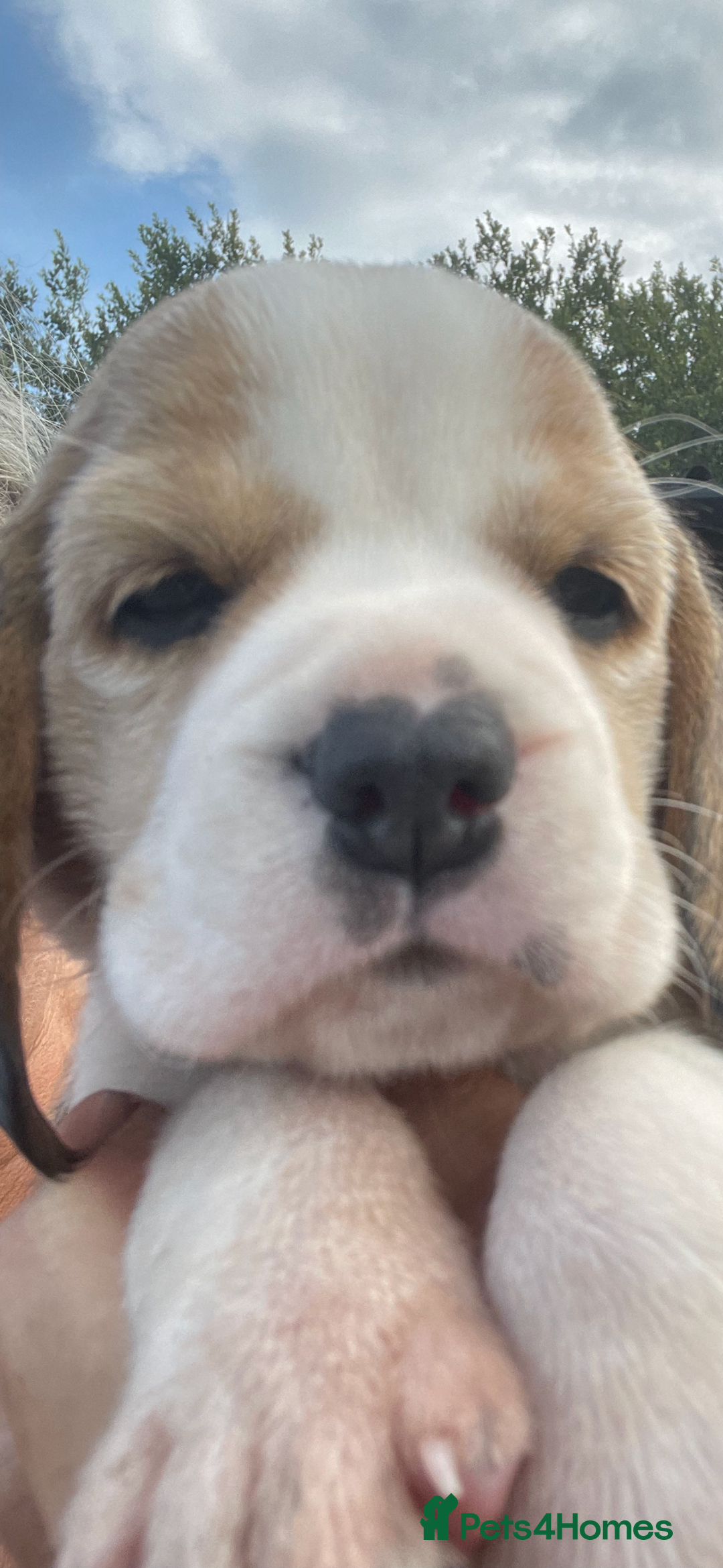 Beagle dogs for sale:  stunning kc reg pups ready midjuly july - Image 33