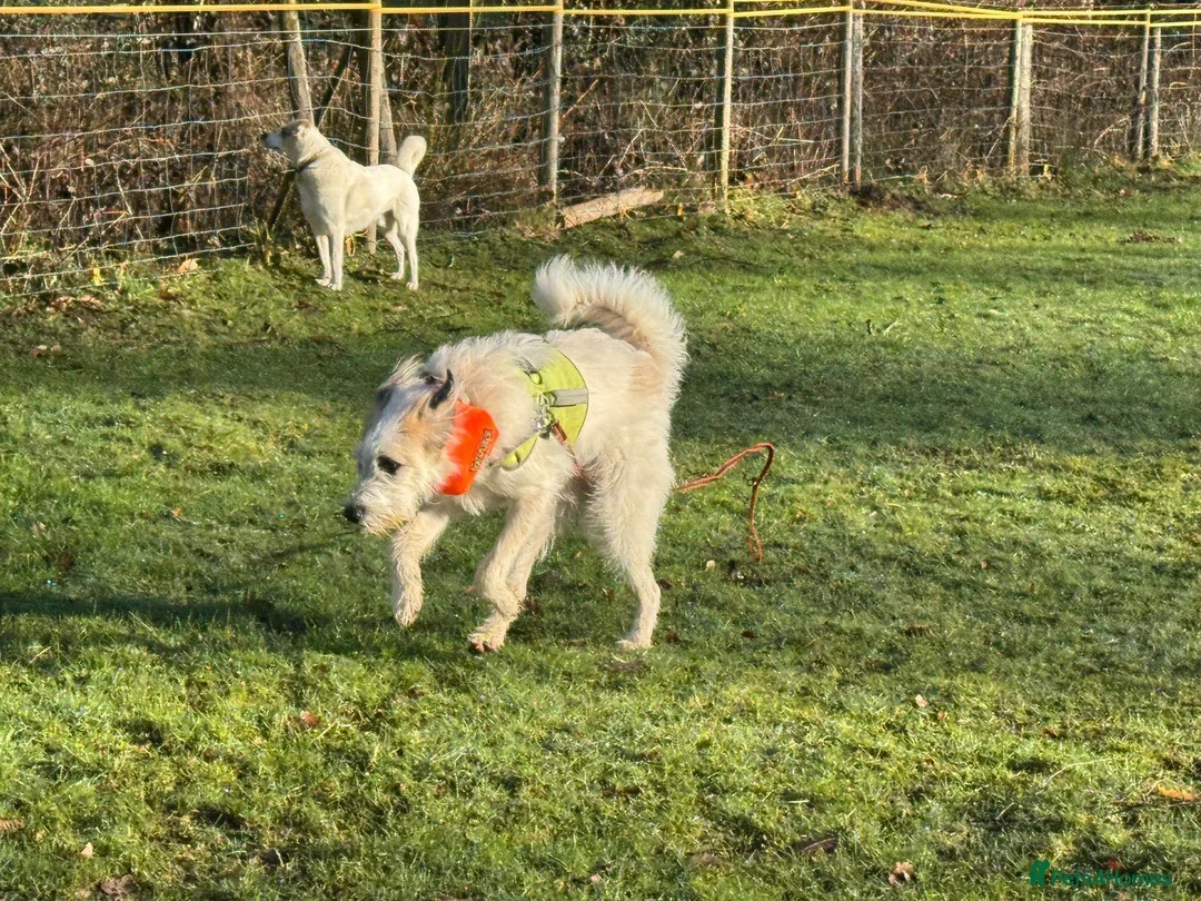 Lurcher dogs for adoption: KALLIE - 1 year, playful/loves dogs/energetic - Advert 35