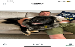 Mixed Breed dogs for sale: 16 weeks old 3/4 Caucasians shepherd  - Image 4