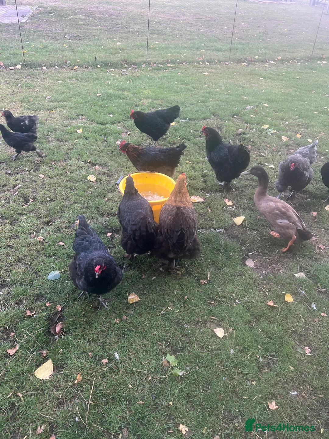 Chickens poultry for sale: Brahma hens  - Advert 1