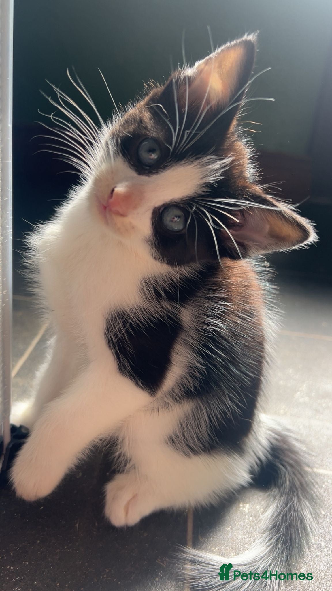 Mixed Breed cats Cute kittens  - Advert 1