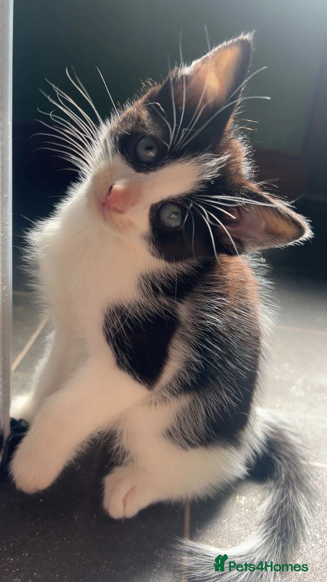 Mixed Breed cats for sale: Cute kittens  in Larne - Advert 1
