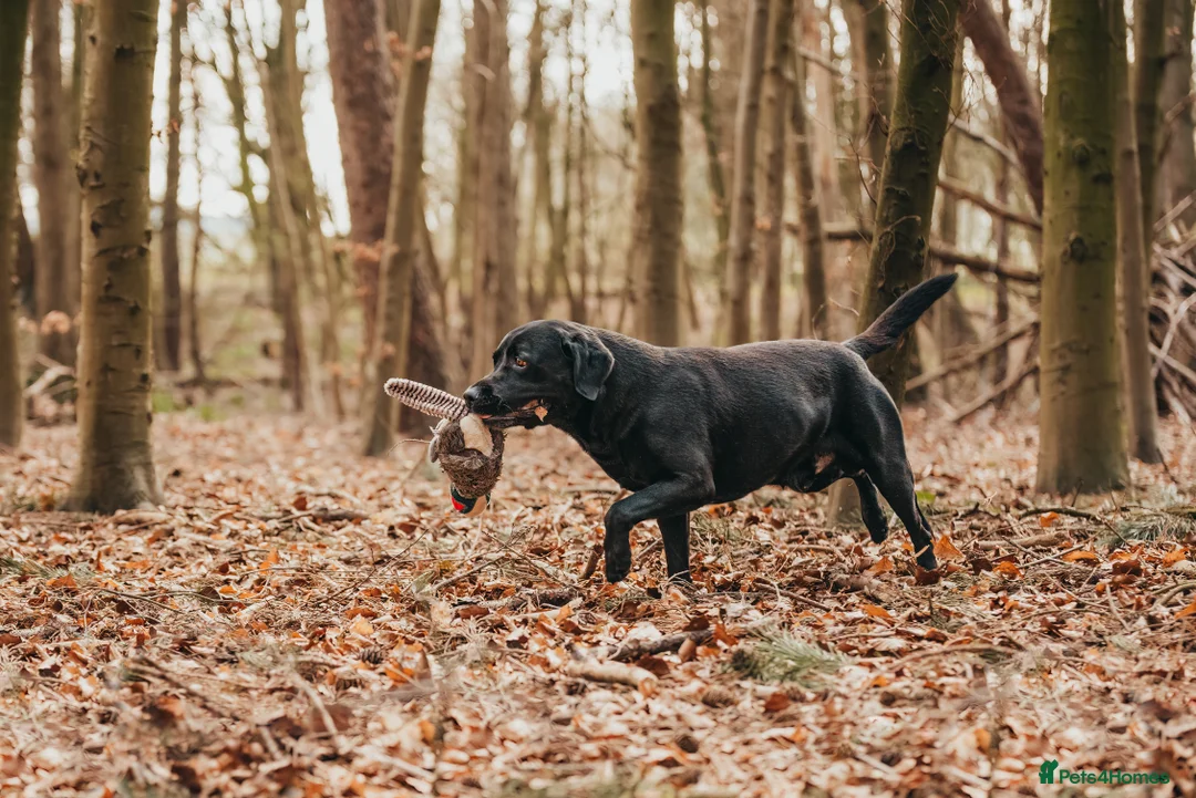 Labrador Retriever dogs for stud: Cottings With Bobby for stud in Goole - Advert 7