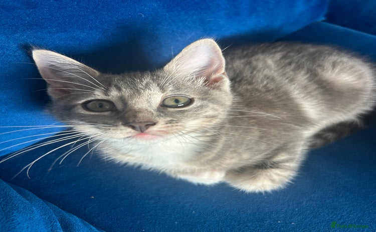 Mixed Breed cats - Advert 9