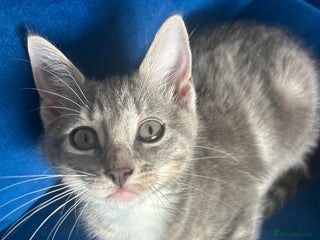 Mixed Breed cats - Advert 33