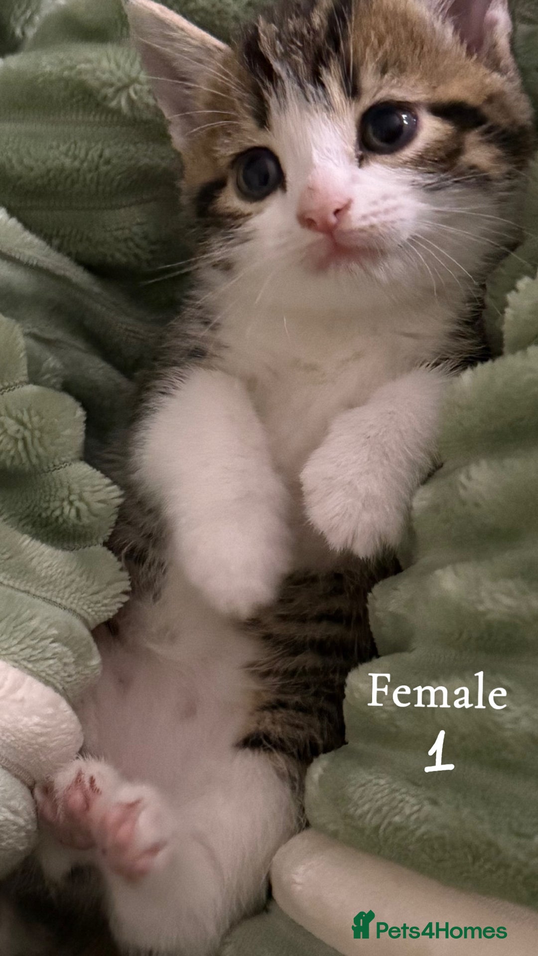 American Shorthair cats for sale: Mother and gorgeous kitties for sale🐾 - Advert 5