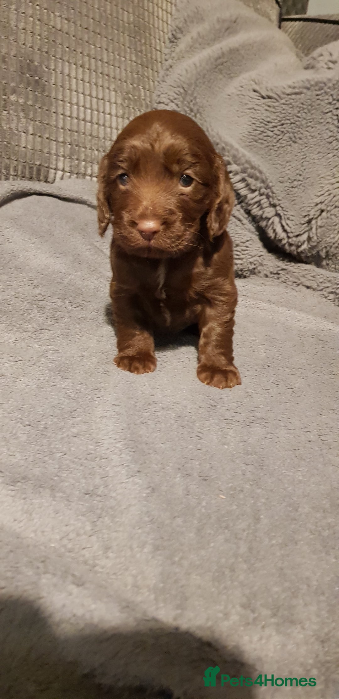Sprocker dogs for sale: My lady has had beautiful 3 sprocker spaniel pups  - Image 3
