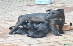 Mixed Breed dogs for sale: Border X Patterdale puppies  - Image 10