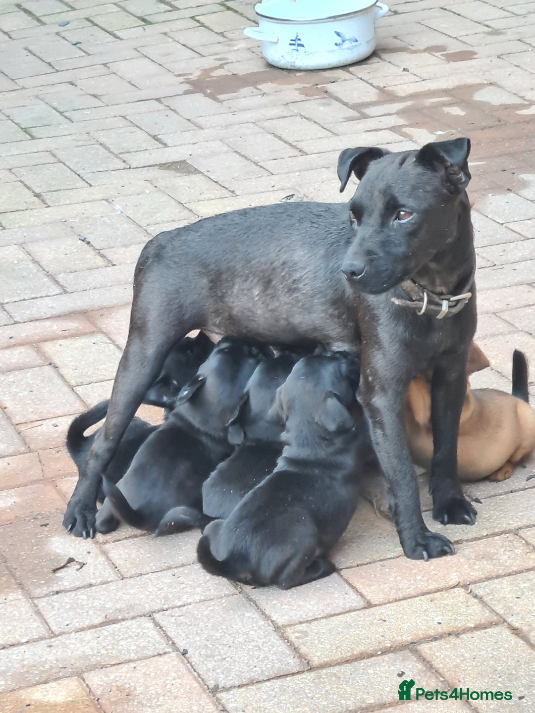 Mixed Breed dogs for sale: Border X Patterdale puppies  - Image 10