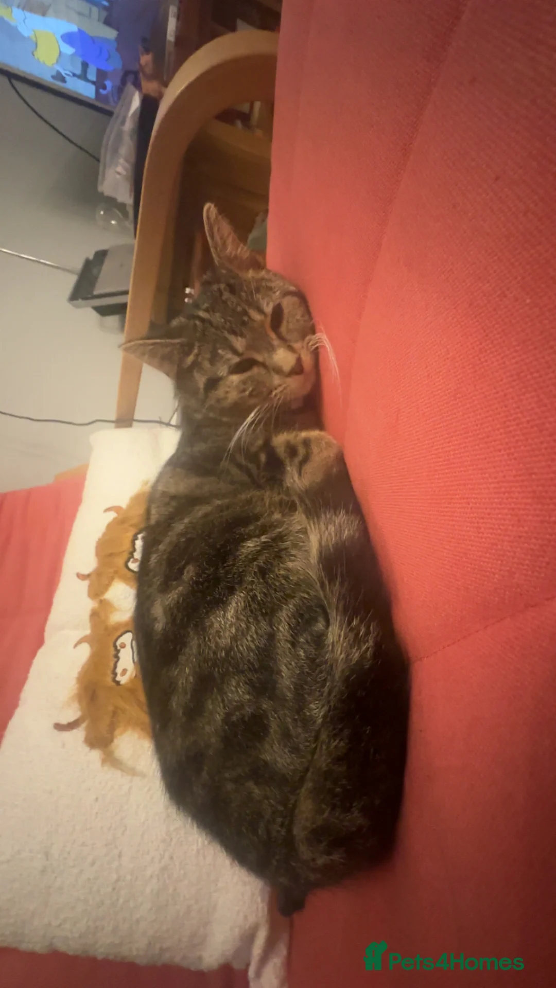 Mixed Breed cats for sale: 1x male tuxedo kitten/ 1x black kitten in Hemel Hempstead - Advert 7