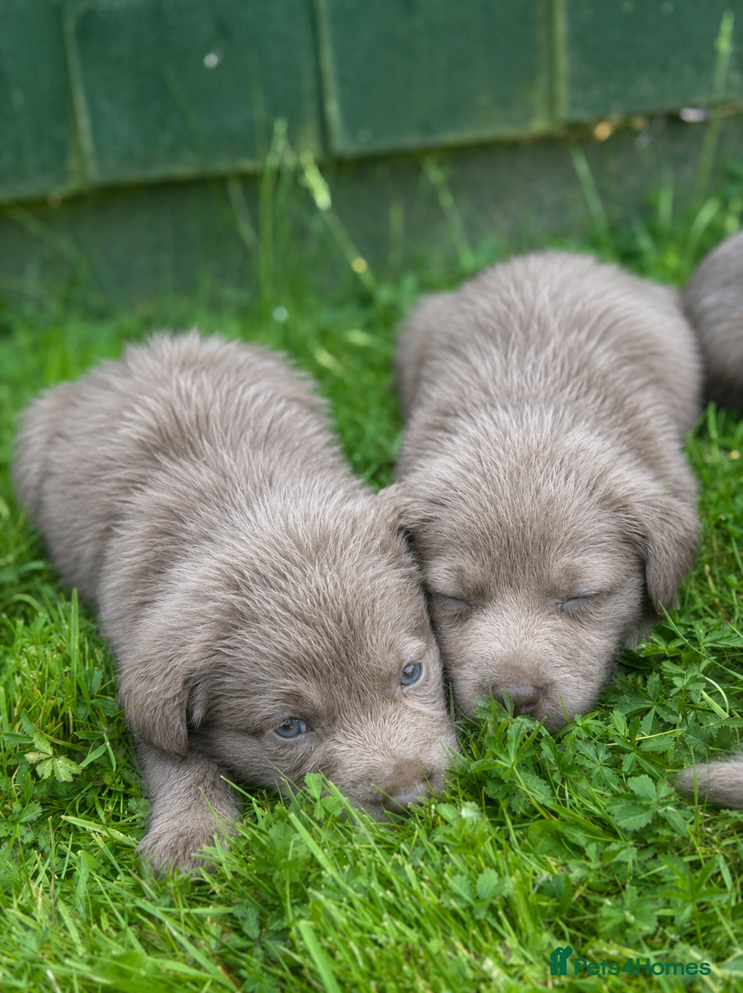 Labrador Retriever dogs 4 left Stunning Silver Labrador Pups  - Advert 15