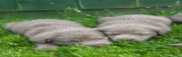 Labrador Retriever dogs for sale: 3 BOYS left Stunning Silver Labrador Pups  - Advert 8