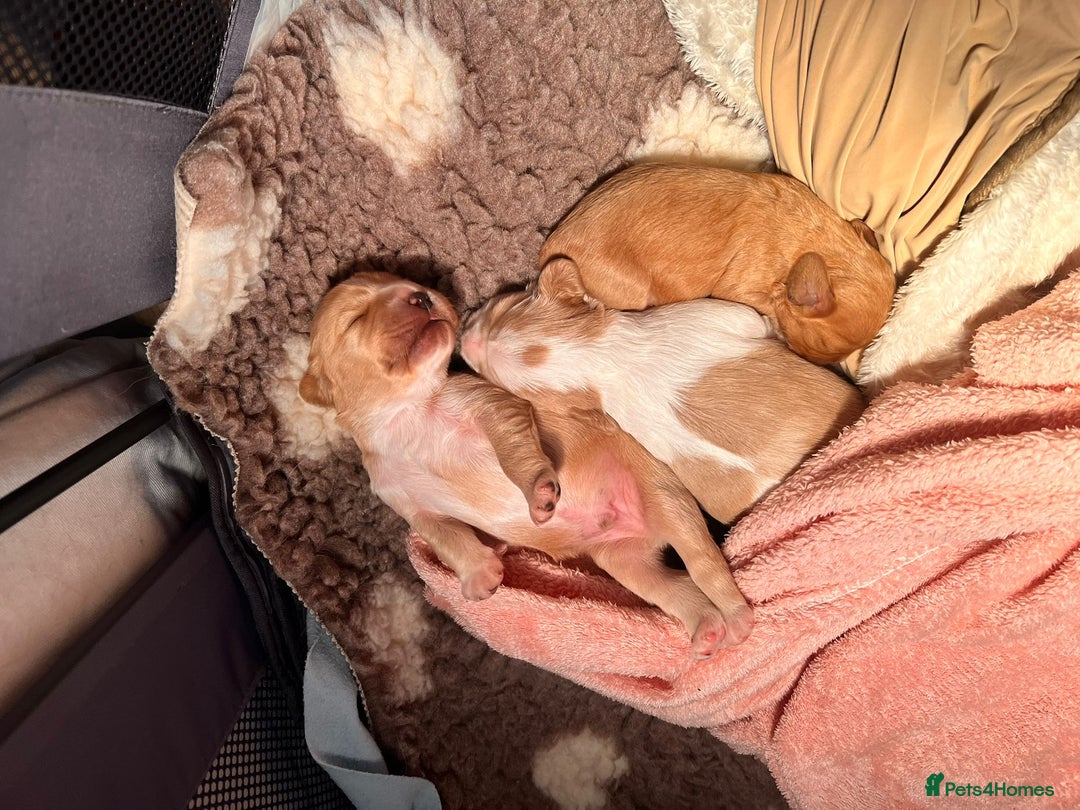 Mixed Breed dogs for sale: Adorable Cavapoo Puppies 🐶  - Image 11