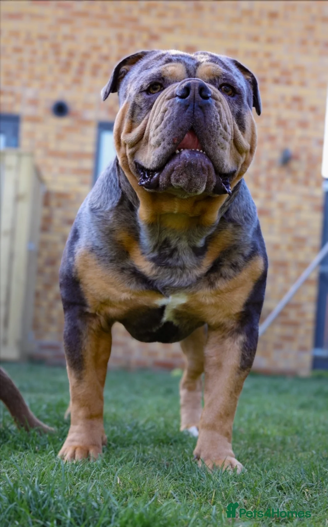 Olde English Bulldogge dogs for stud: Bullplanet's King Titan DNA/BVA Eye/BVA Hip/Elbow in Northallerton - Advert 4