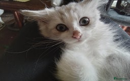 Persian cats for sale: Last Persian chinchilla doll face male - Image 1
