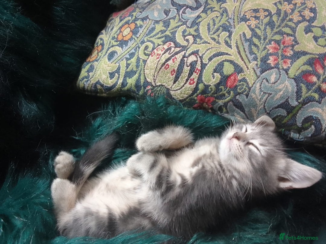 Mixed Breed cats for sale: UNIQUE SILVER/BLUE BENGAL X RUSSIAN BLUE KITTENS  - Image 13