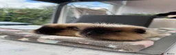 Guinea Pig rodents for sale: Paired males  - Advert 2