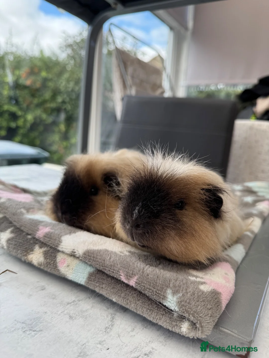 Guinea Pig rodents for sale: Paired males  - Advert 2