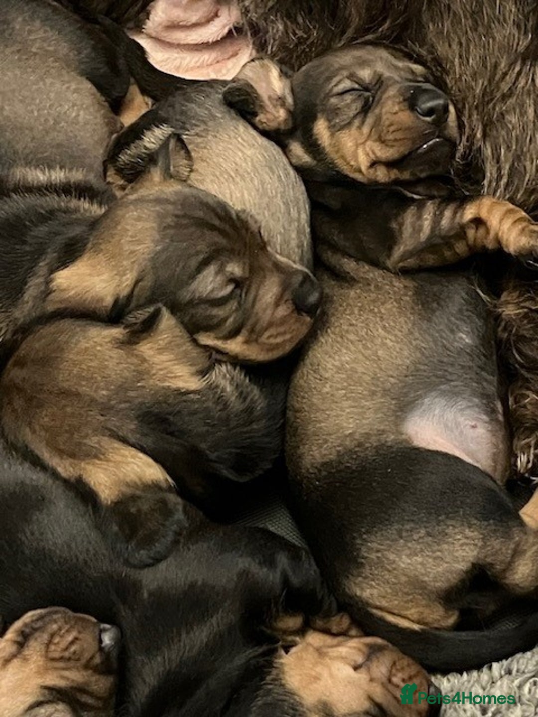 Dachshund dogs for sale: KennelClub Registered WireHaired Dachshund Puppies - Advert 5