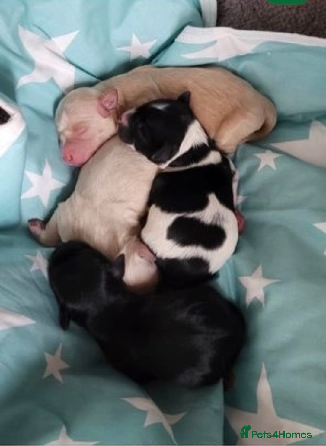 Miniature Schnauzer dogs for stud: KC Reg Choc/White Min Schnauzer MAC +BVA Clear in Coventry - Advert 24