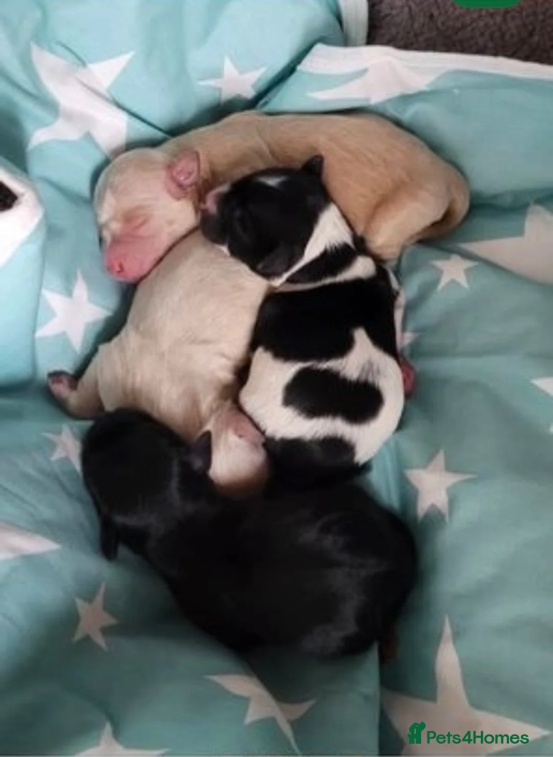 Miniature Schnauzer dogs for stud: KC Reg Choc/White Min Schnauzer MAC +BVA Clear in Coventry - Advert 24