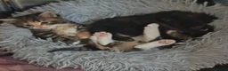 Mixed Breed cats for sale: 3 beautiful girls  - Advert 22