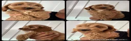 Cockapoo dogs for sale: Exceptional F1 health tested cockapoo puppies  - Advert 5