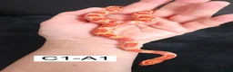 Corn Snake reptiles for sale: Babies Corn snakes - Advert 3