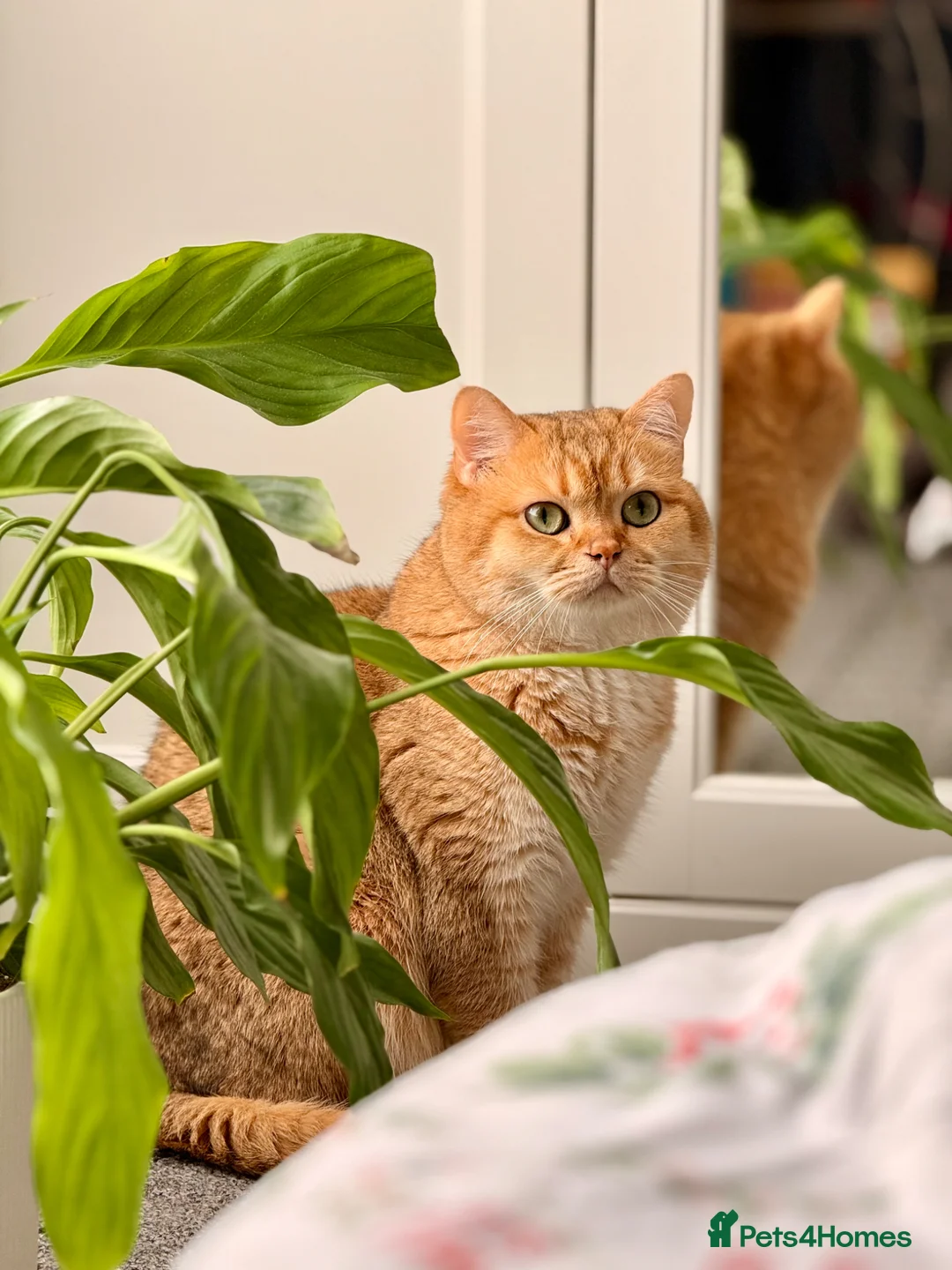 British Shorthair cats for stud: Gold BRI ny12 Stud - Advert 1