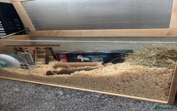 Gerbil rodents for sale: Gerbil for sale  - Image 3