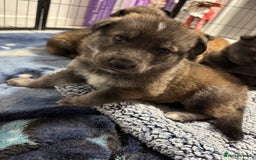 German Shepherd dogs for sale: German Shepherd Puppies  - Image 30