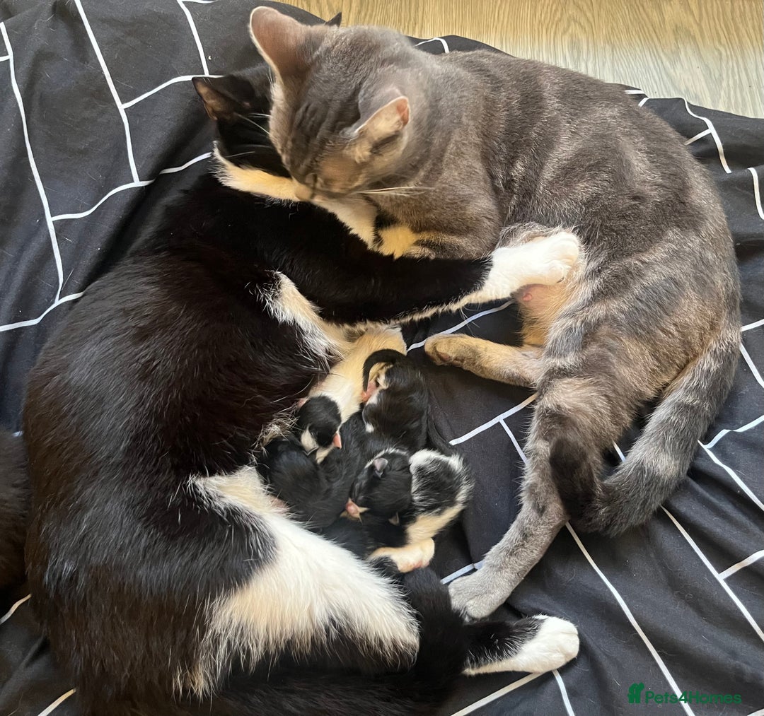 Mixed Breed cats for sale: Beautiful kittens for sale 🥰 - Advert 1