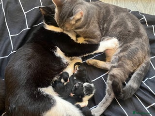 Mixed Breed cats Beautiful kittens for sale 🥰 - Advert 2