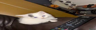Domestic Shorthair 2