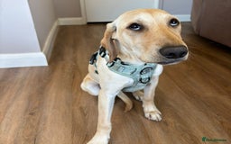 Mixed Breed dogs for adoption: Sika (Labrador/Pointer mix) - Image 7