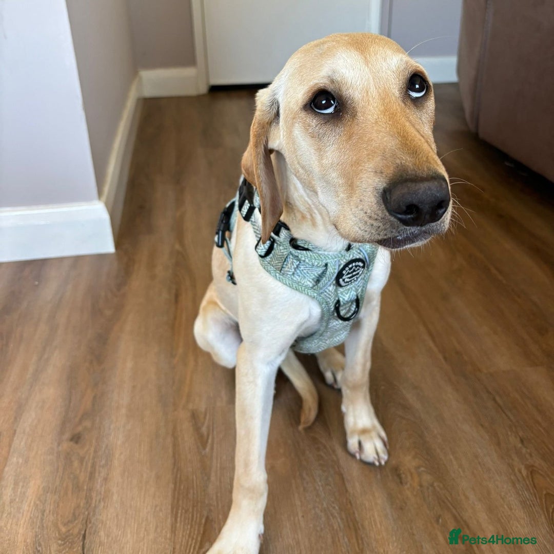 Mixed Breed dogs for adoption: Sika (Labrador/Pointer mix) - Image 7
