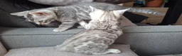 Bengal cats for sale: 3 adorable pedigrees bengal kitten  - Advert 4