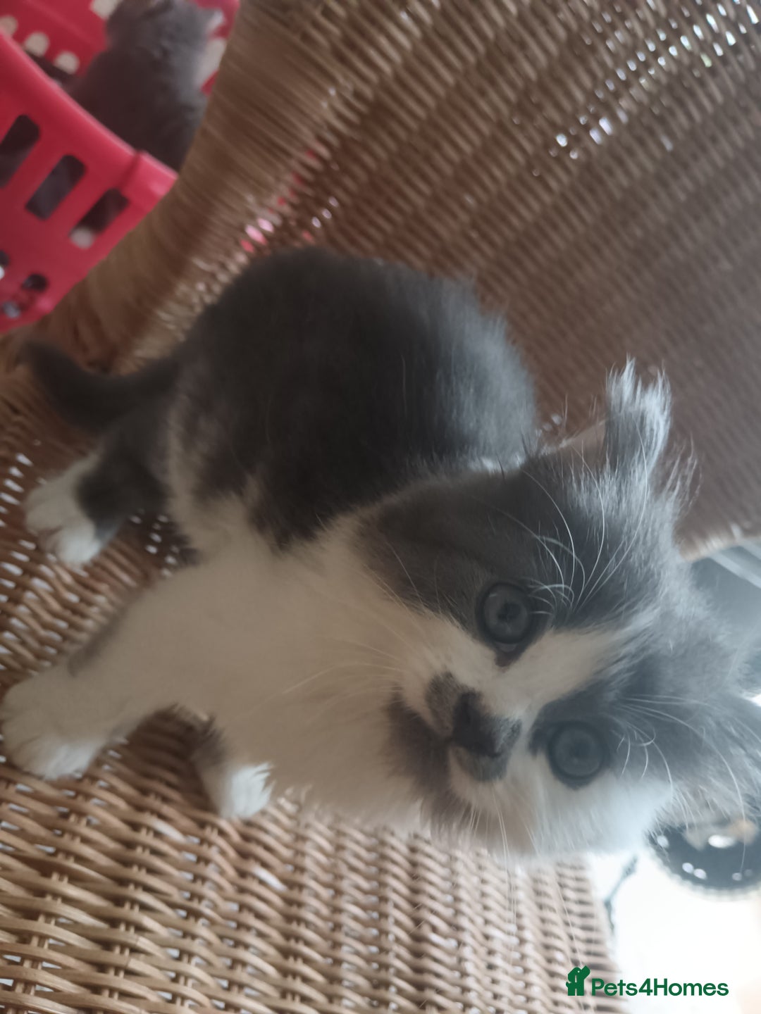 Mixed Breed cats for sale: 3 x gorgeous kittens available  - Image 2