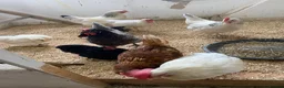 Chickens poultry for sale: For Sale Beautiful Chickens in Liverpool - Advert 4