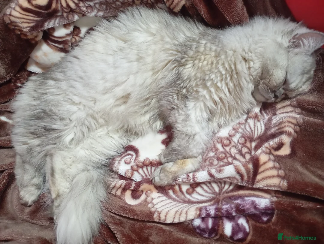 Persian cats for sale: Beautiful White and grey Persian female cat - Advert 6