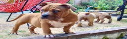 American Bully dogs for sale: American Pocket Bully’s  - Advert 25