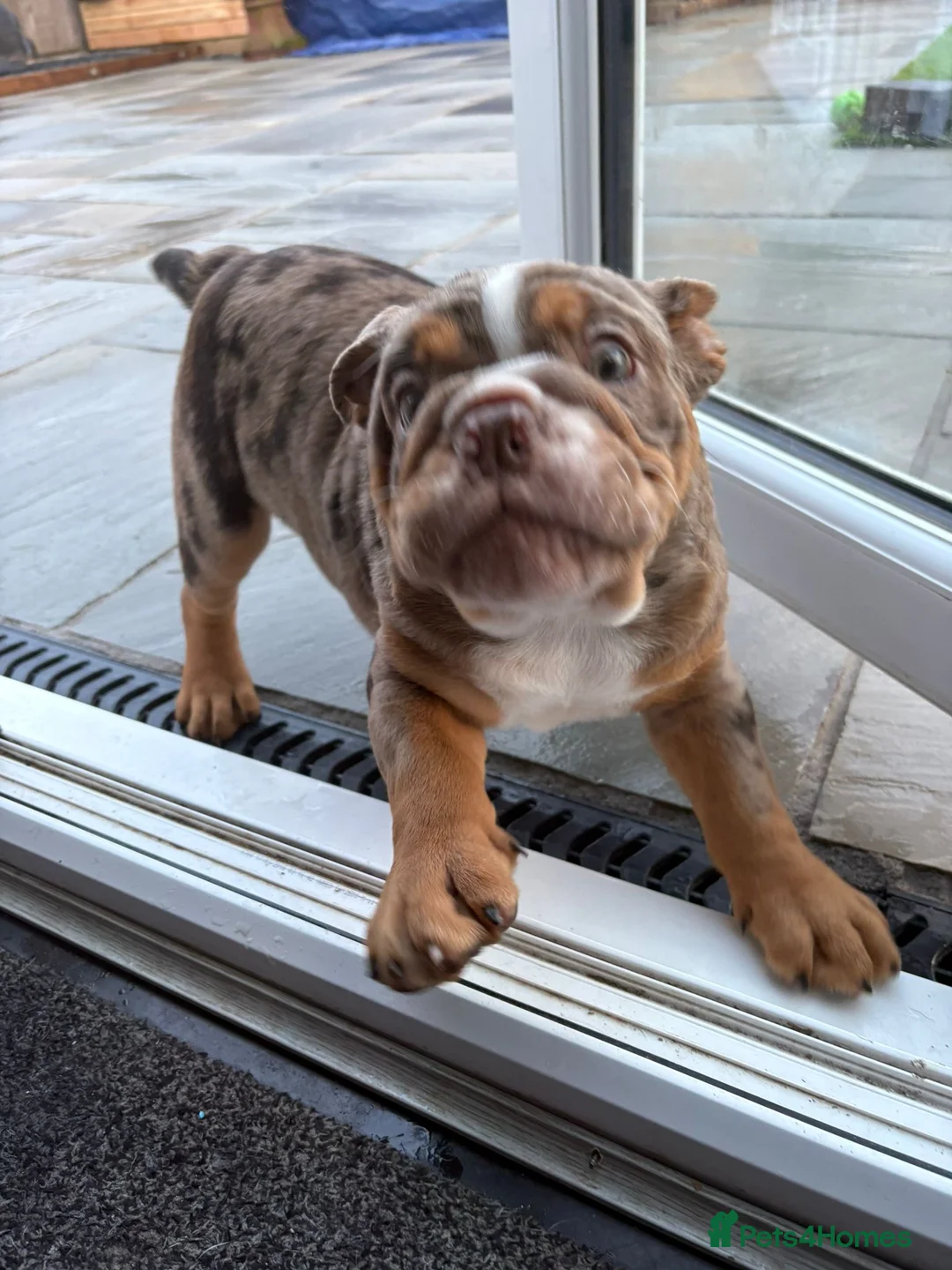 English Bulldog dogs for sale: Bulldog Puppies Champion bloodlines - Advert 38
