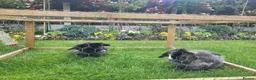 Mixed Breed rabbits for sale: Two Female Rabbits in Cheadle - Advert 2