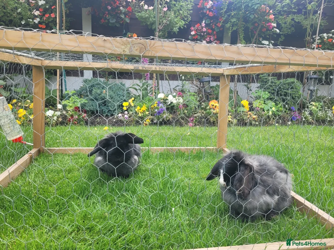Mixed Breed rabbits for sale: Two Female Rabbits in Cheadle - Advert 2