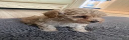 Toy Poodle dogs for sale: Toy poodle puppies  in Hatfield - Advert 11
