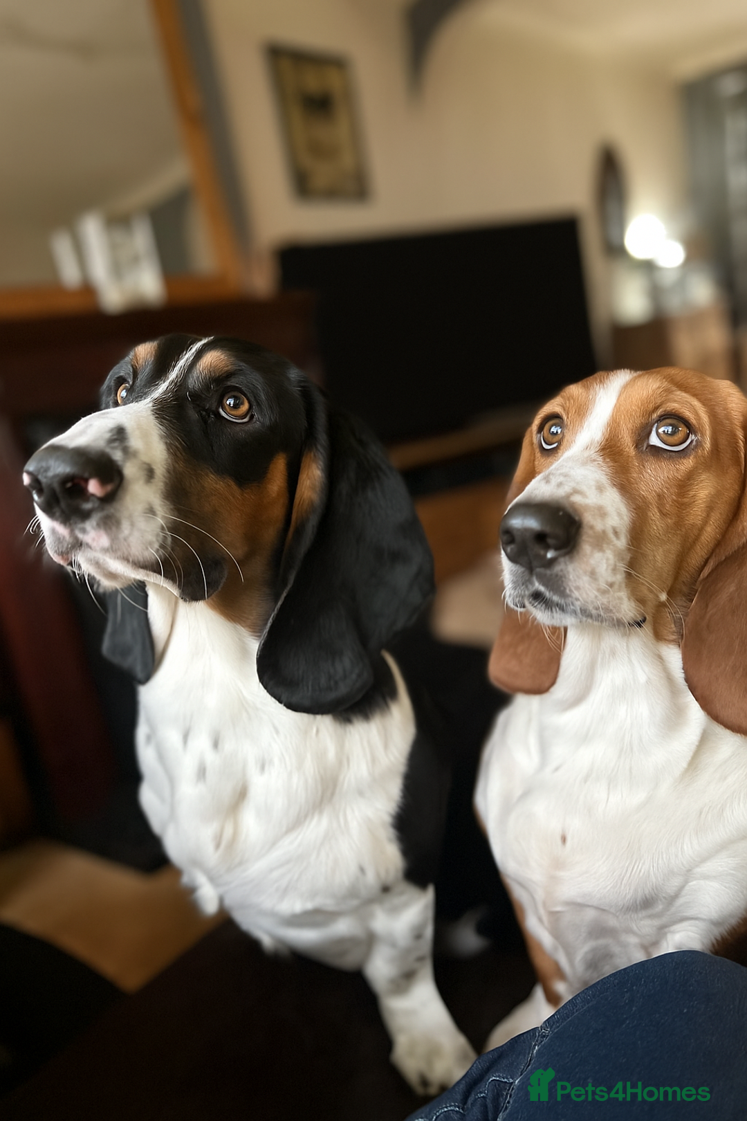 Basset Hound dogs for sale: Basset hound boys available - Image 3